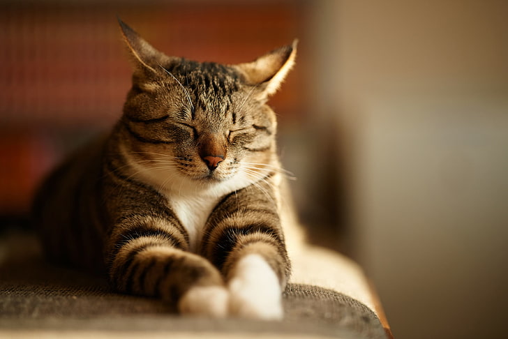 brązowy, czarny i biały kot perkalowy, szary, kot, śpiący, w paski, Tapety HD