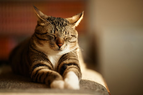 braune, schwarze und weiße Kalikokatze, grau, Katze, schlafend, gestreift, HD-Hintergrundbild HD wallpaper