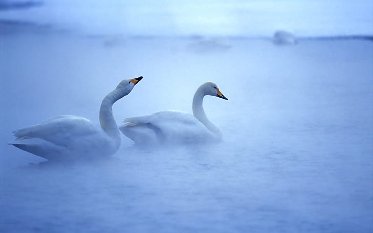 Lovely Swans, swans, HD wallpaper