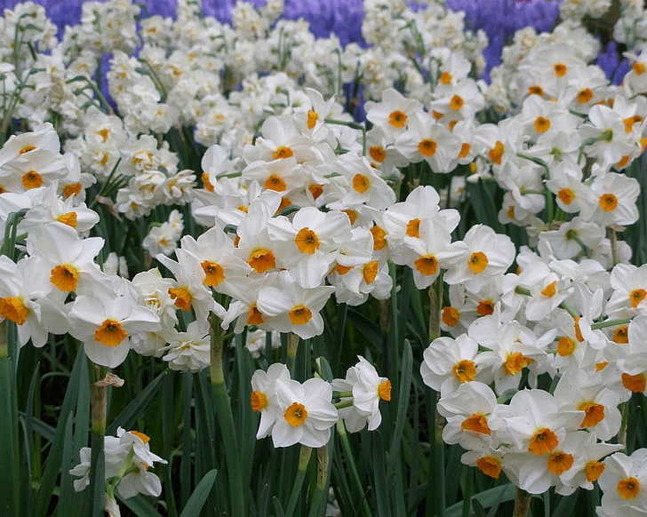 white flowers, daffodils, flowers, flowerbed, green, spring, HD wallpaper