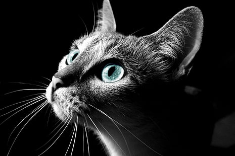 kedinin yüzünü fotoğraf, fotoğraf, kedi, yüz, gato, gata, bn, yerli kedi, hayvan, evcil hayvan, kedi, seyir, şirin, memeli, hayvan Göz, siyah renk, HD masaüstü duvar kağıdı HD wallpaper