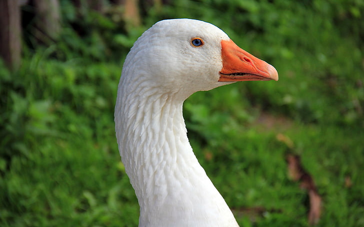 Nature wildlife bird white goose closeup, HD wallpaper