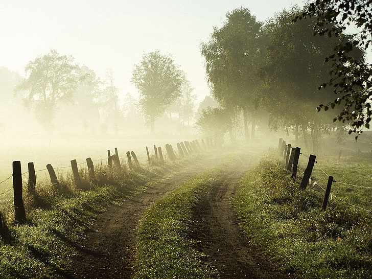 green grass, trees, road, fog, fence, morning, stakes, HD wallpaper