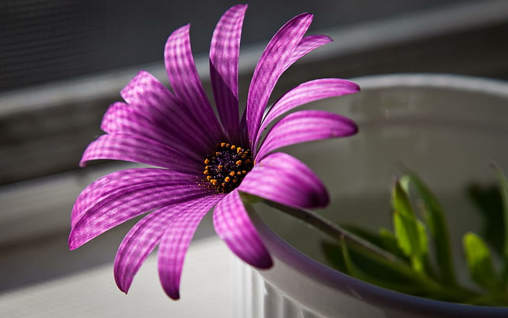 Kelopak Bunga Ungu, bunga, alam, ungu, kelopak, Wallpaper HD