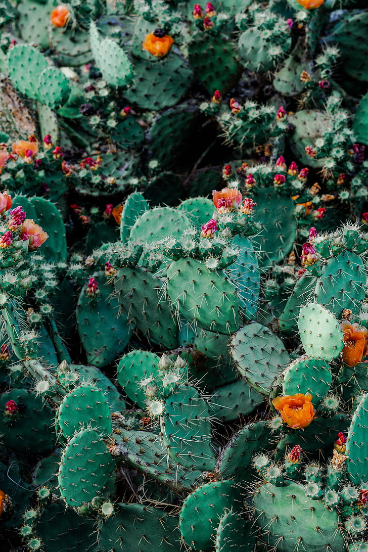 Cactus verde y naranja, cactus, cactus, suculentas, espinas, floración,  Fondo de pantalla HD | Wallpaperbetter