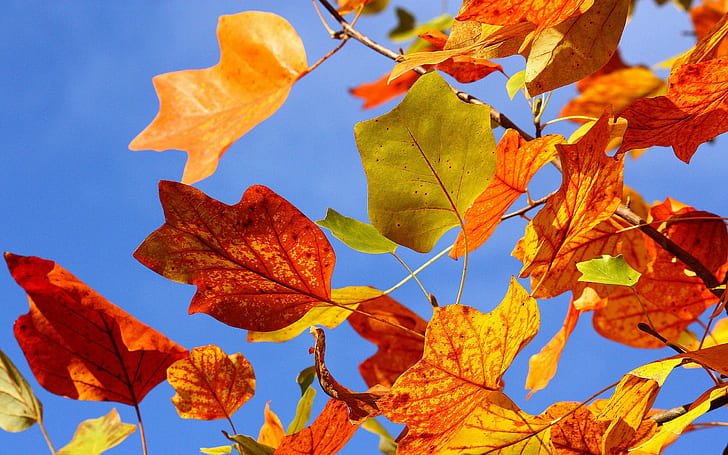 Couleurs d'automne feuilles, automne, nature, couleurs, feuilles, Fond d'écran HD