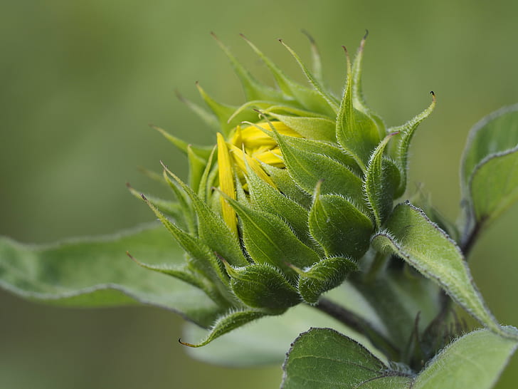selective focus of flower bud photography, waiting for the sun, selective focus, flower bud, photography, sunflower, sunflowers, flowers, Blume, Blumen, plant, beautiful, Natur, nature, yellow, Olympus, creative commons, cc, leaf, close-up, green Color, HD wallpaper
