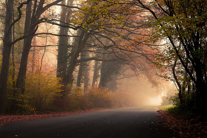 Ilustración de árboles marrones, camino, otoño, bosque, hojas, árboles, niebla, follaje, Fondo de pantalla HD