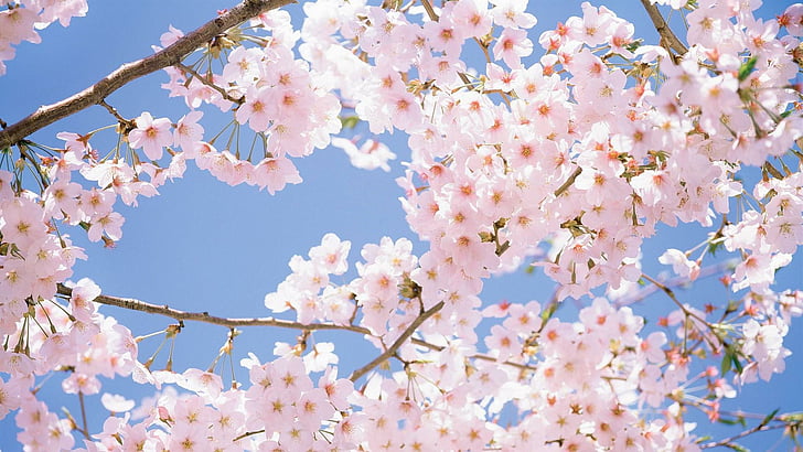 plant, cherry blossom, blossom, flower, spring, sky, sunlight, sakura, japan cherry, sunny, cherry, sakura blossom, HD wallpaper