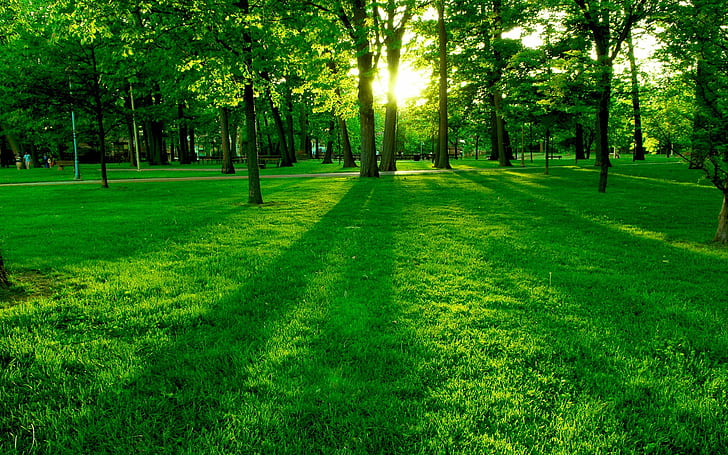 Taman matahari pagi, pohon-pohon hijau dan rumput, Taman, Pagi, Matahari, Hijau, Pohon, Rumput, Wallpaper HD