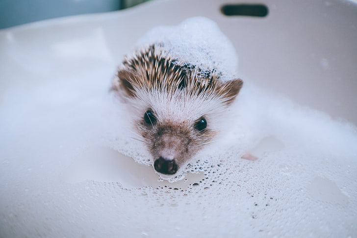 animals, soap, hedgehog, HD wallpaper