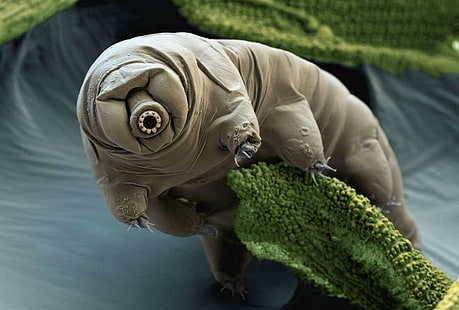 criatura, imagem do microscópio eletrônico, natureza, Tardigrade, HD papel de parede HD wallpaper