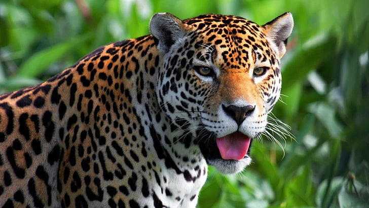 коричневый, белый и черный леопард, ягуар, морда, хищник, глаза, HD обои