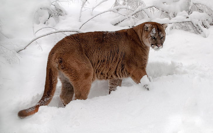 Cougar, lion, mountain, puma, snow, winter, HD wallpaper