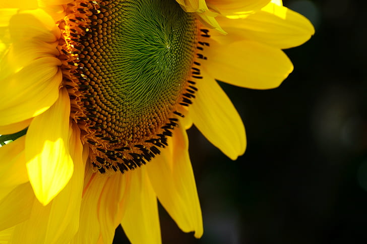 Слънчоглед, слънчоглед, слънчоглед, цвете, природа, dof, жълт, лято, растение, земеделие, венчелистче, на открито, в близък план, HD тапет