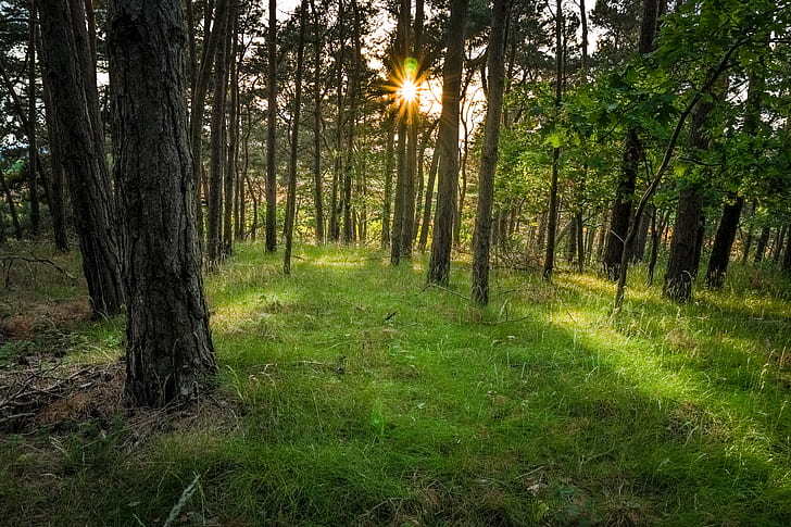 landscape photography of trees at forest, Sunset, Forest, HDR, landscape photography, DOF, ILCE-6000, Quedlinburg, SEL, Sonne, Sony, Sun, Trees, Wald, a6000, Harz, Germany, Deutschland, Sachsen-Anhalt, Saxony-Anhalt, nature, tree, outdoors, woodland, landscape, green Color, summer, HD wallpaper