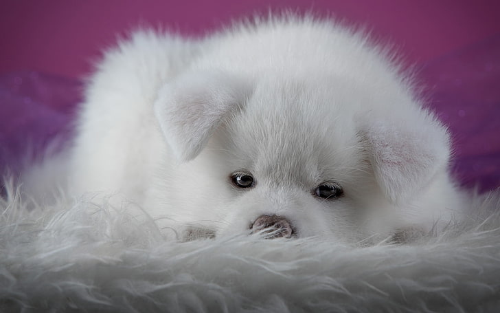 medium-coated white puppy, akita inu, puppy, dog, muzzle, fluffy, HD wallpaper