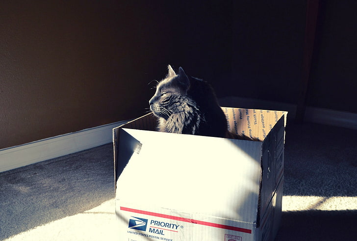 kot, zwierzęta, światło słoneczne, czarne koty, pudełka, kot Schrödingera, Tapety HD