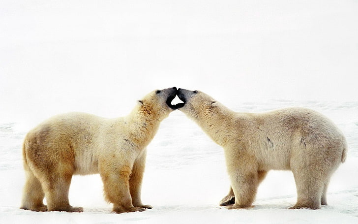 две полярни мечки, полярна мечка, мечка, двойка, грижа, семейство, привързаност, HD тапет