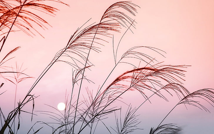 pink sky-Nature Landscape HD wallpaper, silhouette of grass, HD wallpaper