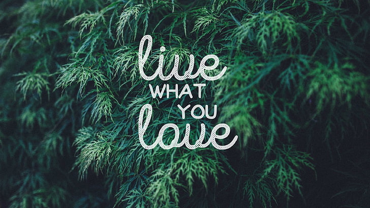 живейте това, което обичате, знак, цитат, типография, любов, HD тапет