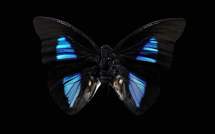 Black and blue butterfly, background, black, butterfly, dark, HD wallpaper  | Wallpaperbetter