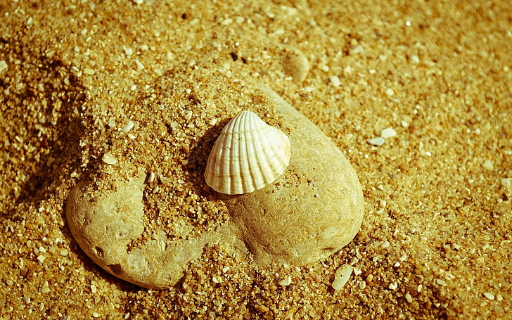 seashell and rock-High quality wallpapers, white scallop shell, HD wallpaper