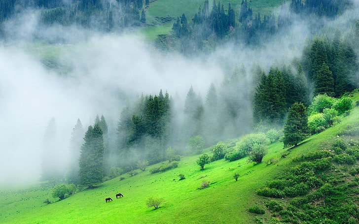 yeşil orman dağ, doğa, manzara, orman, sis, sabah, çimen, ağaçlar, yeşil, tepeler, Çin, HD masaüstü duvar kağıdı
