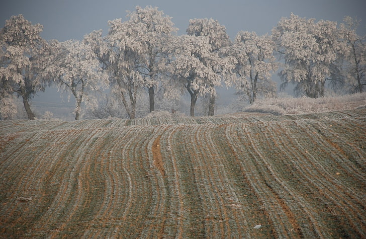 Winter In Poznan, grey plow field, Seasons, Winter, White, Trees, Cold, Poland, Frost, Zima, Ludzie, Agnieszka, Poznan, Sobieskiego, HD wallpaper