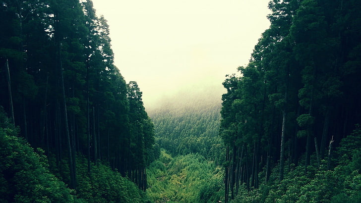 녹색 숲, 숲, 산림 개간, HD 배경 화면