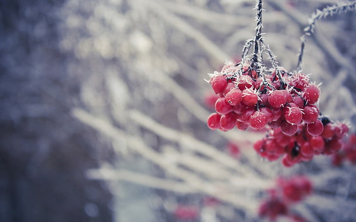 beri, es, es, musim dingin, tanaman, Wallpaper HD
