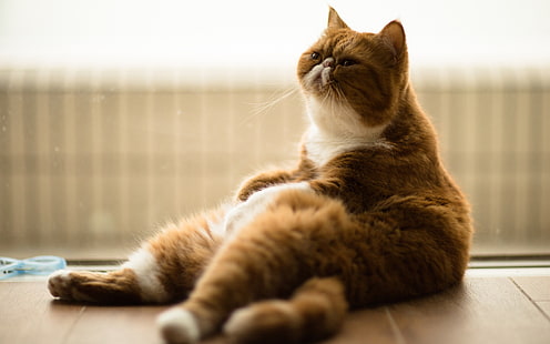 Lindo gato exótico Shorthair, shorthair exótico, pose, relaxar, HD papel de parede HD wallpaper