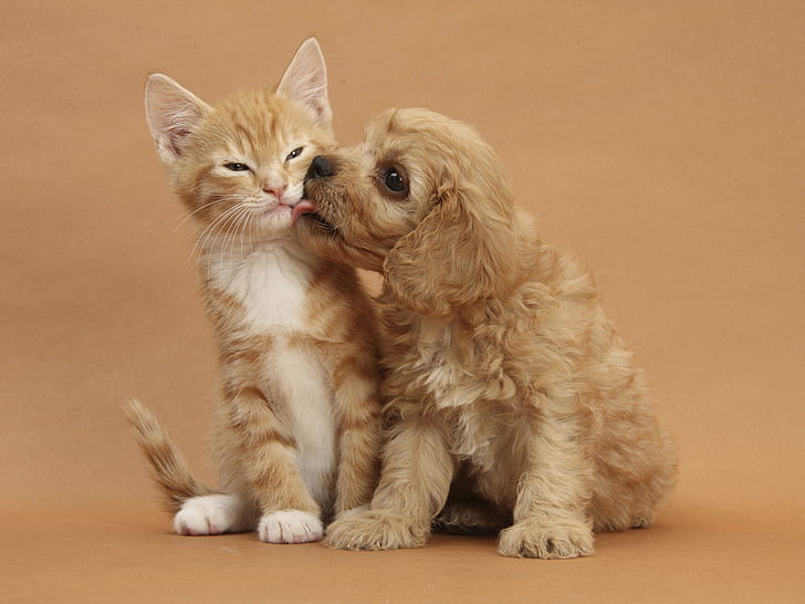 Kucing dengan persahabatan anak anjing, Kucing, Anak Anjing, Persahabatan, Wallpaper HD
