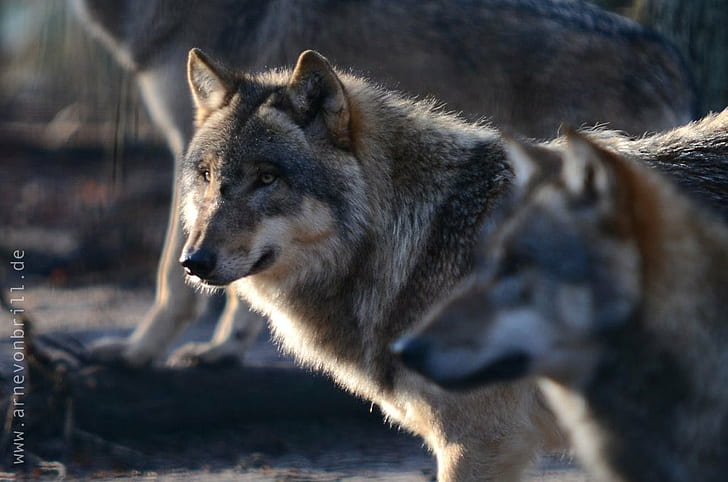 foto de primer plano de dos lobos, lobo gris, lobo gris, lobo gris, primer plano, foto, dos lobos, lobo, carnívoro, lobo gris, animal, vida silvestre, naturaleza, Fondo de pantalla HD