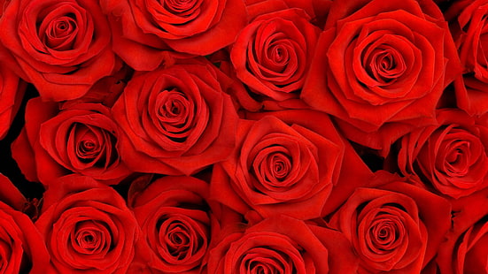 赤いバラの花束、バラ、花びら、花、赤、 HDデスクトップの壁紙 HD wallpaper
