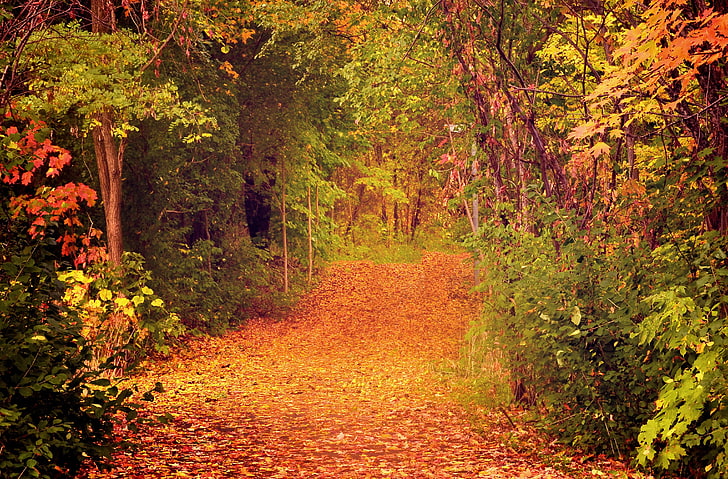 pohon hijau, musim gugur, hutan, pohon, dedaunan, Wallpaper HD
