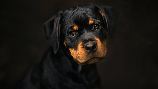 dog, puppy, cute, dark, rottweiler, HD wallpaper HD wallpaper