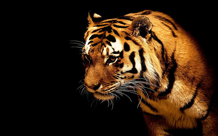 yellow and black tiger, tiger, animals, big cats, HD wallpaper