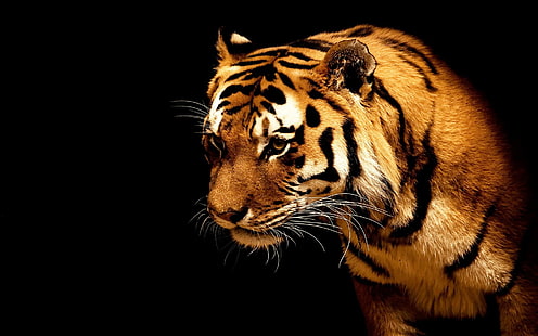желтый и черный тигр, тигр, животные, большие кошки, HD обои HD wallpaper