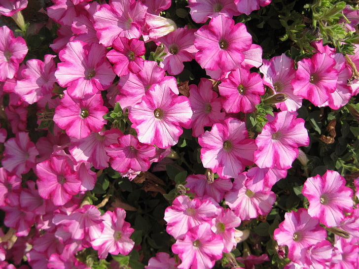 pink petunia flowers, petunia, flowers, light, close-up, HD wallpaper