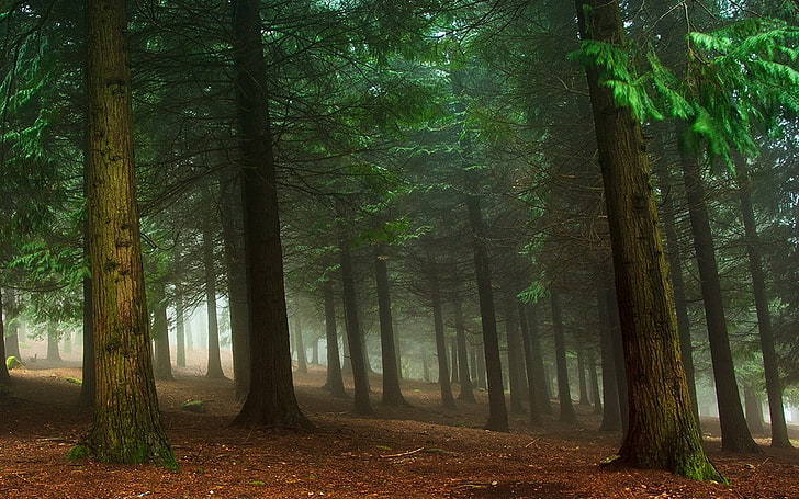 природа, пейзаж, туман, лес, деревья, утро, зелень, HD обои