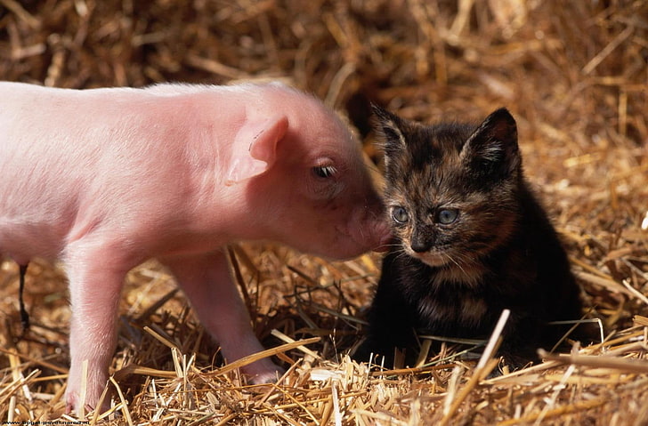 pink pig and tortoiseshell kitten, cat, pig, young, friendship, HD wallpaper