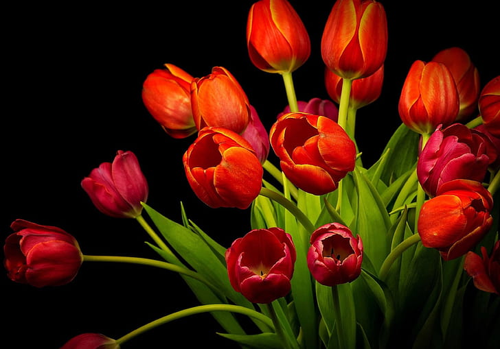 4K, Red Tulips, HD wallpaper