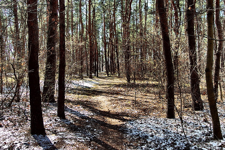bosque negro, invierno, camino, bosque, primavera, nieve, luz solar, árboles, Fondo de pantalla HD
