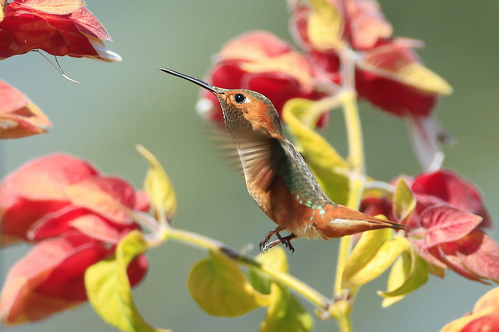 animals, macro, hummingbirds, HD wallpaper