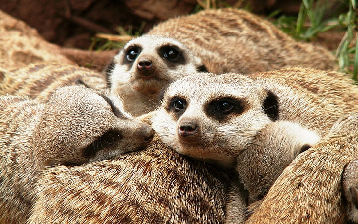 meerkats, family backgrounds, fur, Download 3840x2400 meerkats, HD wallpaper