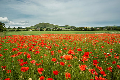 red Poppy field near mountain under cloudy sky at daytime, Fife, Poppies, mountain, cloudy, sky, daytime, Largo, Scotland, summer, flowers, plants, nature, flower, poppy, field, rural Scene, meadow, outdoors, landscape, agriculture, plant, springtime, green Color, beauty In Nature, red, blossom, yellow, flower Head, scenics, cloud - Sky, farm, blue, HD wallpaper HD wallpaper