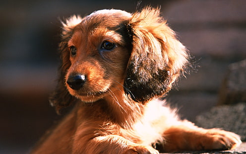 Дакел куче, кученце, слънце, дакел, куче, кученце, слънце, HD тапет HD wallpaper