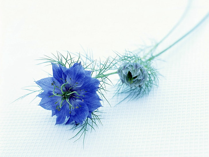 두 개의 파란 꽃잎 꽃, nigella, 꽃, 줄기, 커플, HD 배경 화면
