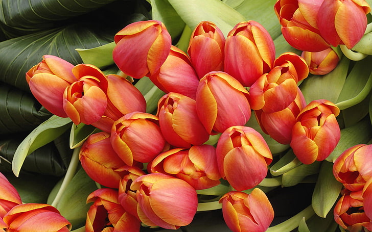 flores, tulipanes, naturaleza, Fondo de pantalla HD